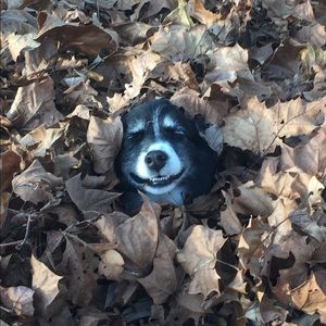 Meet your Posher, Abigail